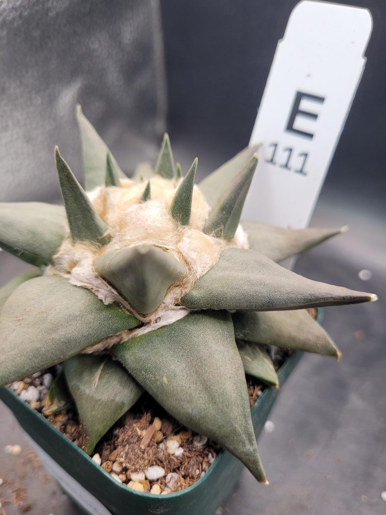 Ariocactus Retusus Confusus – Rare & Intriguing Stone Like Cactus In a 3.5" Pot, Over 4" Wide, Ships Bare Root #E111 - Image 4