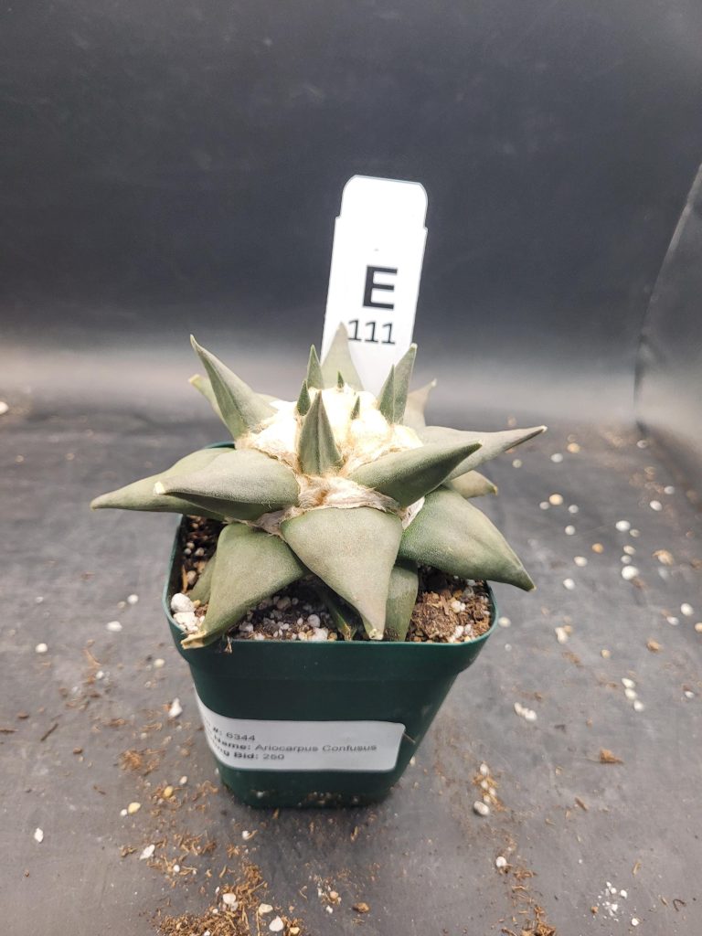 Ariocactus Retusus Confusus – Rare & Intriguing Stone Like Cactus In a 3.5" Pot, Over 4" Wide, Ships Bare Root #E111 - Image 8
