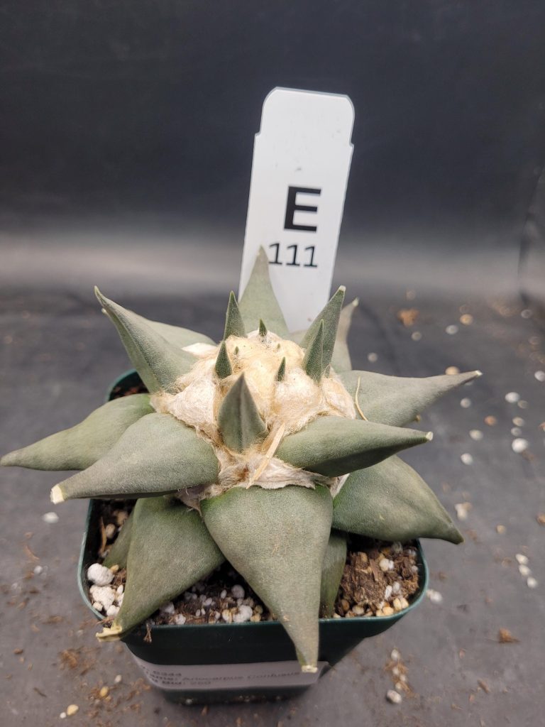 Ariocactus Retusus Confusus – Rare & Intriguing Stone Like Cactus In a 3.5" Pot, Over 4" Wide, Ships Bare Root #E111 - Image 9