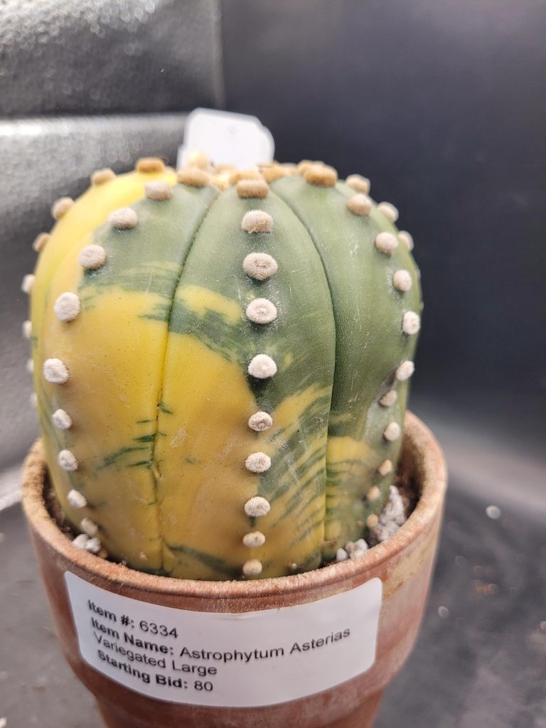 Variegated Astrophytum Star Cactus – Large & Tall (Approximately 5” x 4”) Unique #E112 - Image 2