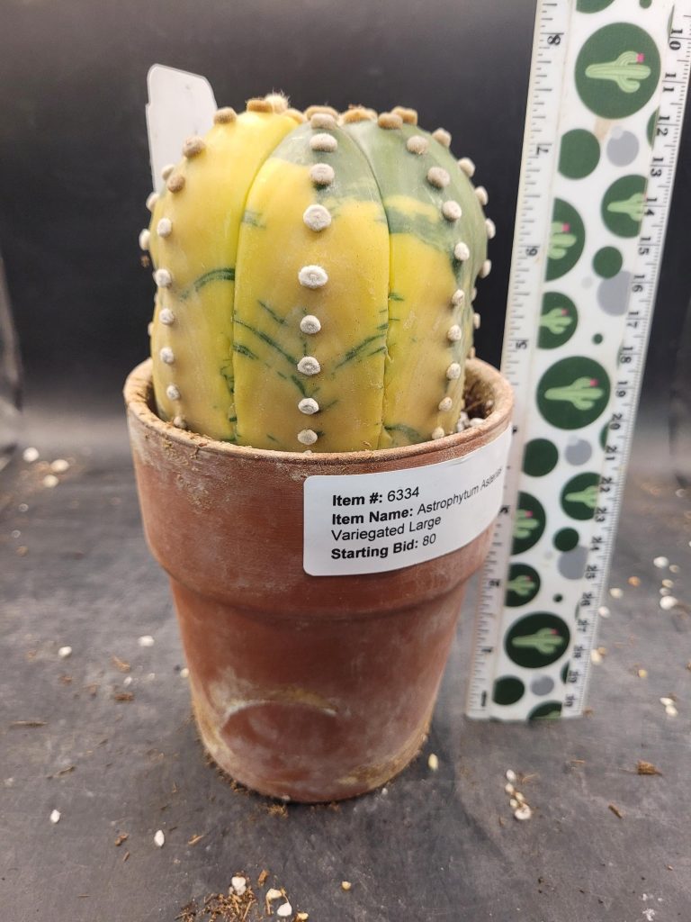 Variegated Astrophytum Star Cactus – Large & Tall (Approximately 5” x 4”) Unique #E112 - Image 5