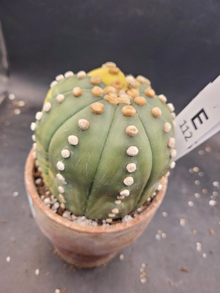 Variegated Astrophytum Star Cactus – Large & Tall (Approximately 5” x 4”) Unique #E112 - Image 8