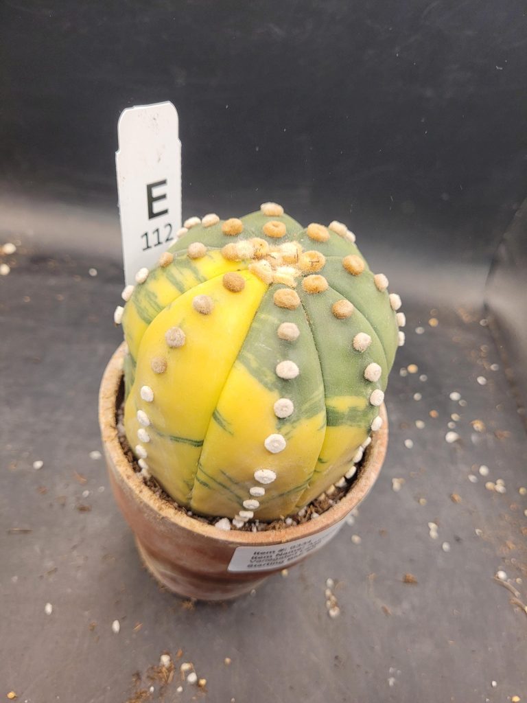 Variegated Astrophytum Star Cactus – Large & Tall (Approximately 5” x 4”) Unique #E112 - Image 9