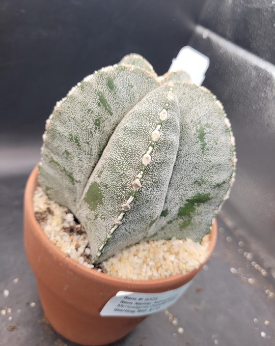 Astrophytum Myriostigma 'Onzuka' – Large Star Cactus in a 5-Inch Pot (4 Inches Tall), Ships Bare Root #E114