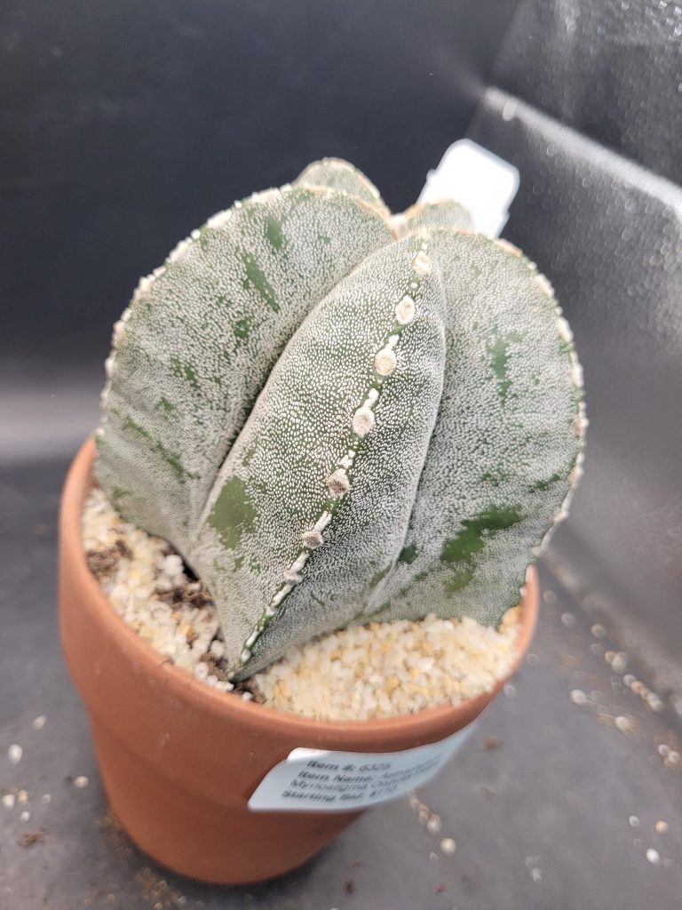 Astrophytum Myriostigma 'Onzuka' – Large Star Cactus in a 5-Inch Pot (4 Inches Tall), Ships Bare Root #E114