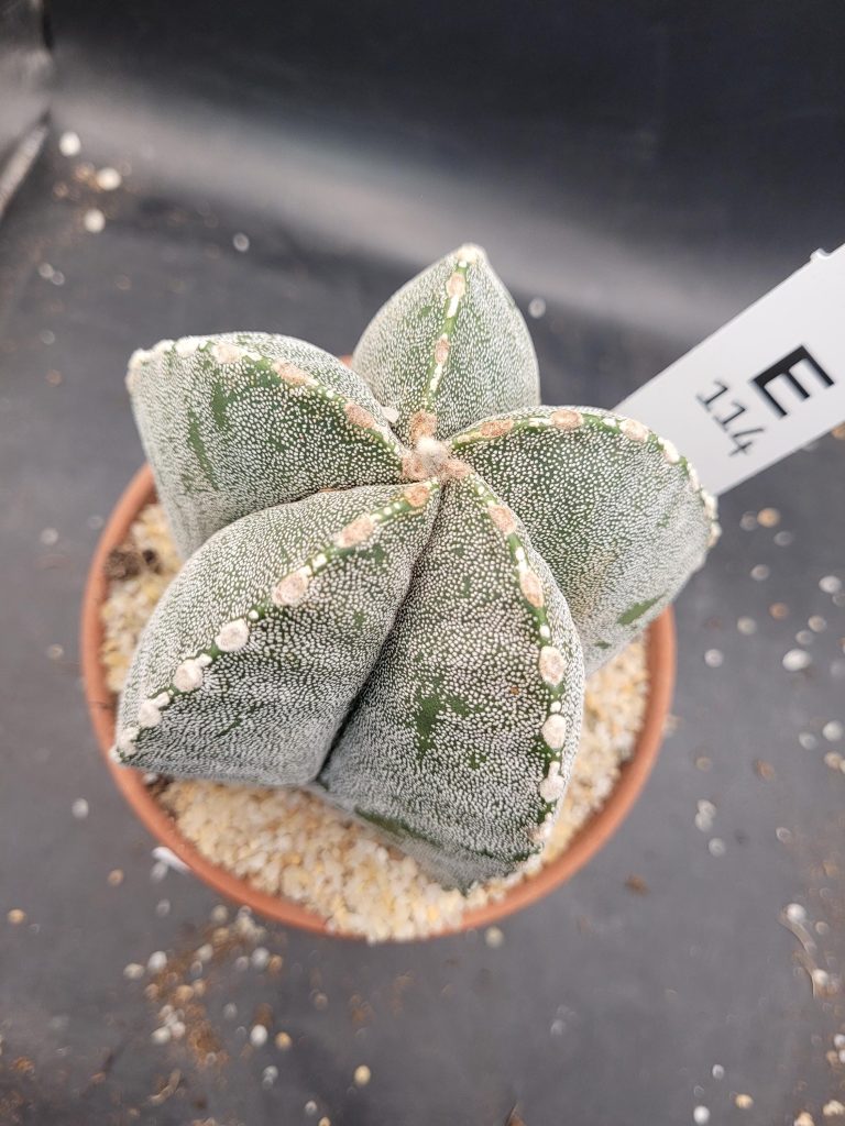 Astrophytum Myriostigma 'Onzuka' – Large Star Cactus in a 5-Inch Pot (4 Inches Tall), Ships Bare Root #E114 - Image 8