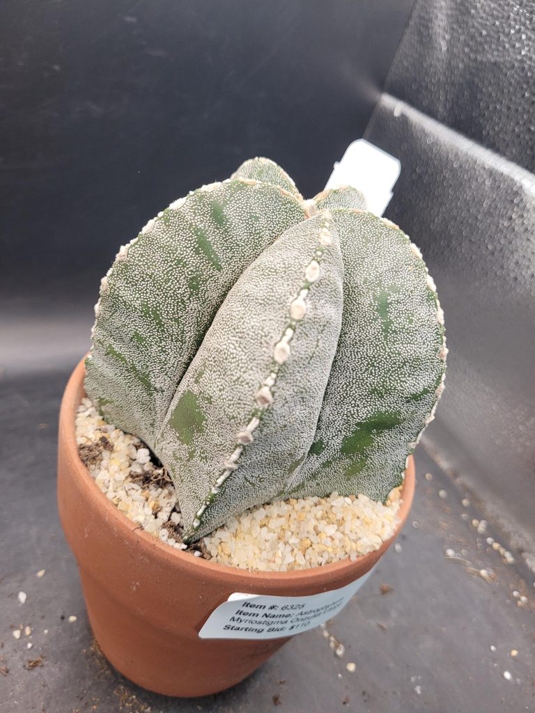 Astrophytum Myriostigma 'Onzuka' – Large Star Cactus in a 5-Inch Pot (4 Inches Tall), Ships Bare Root #E114 - Image 9