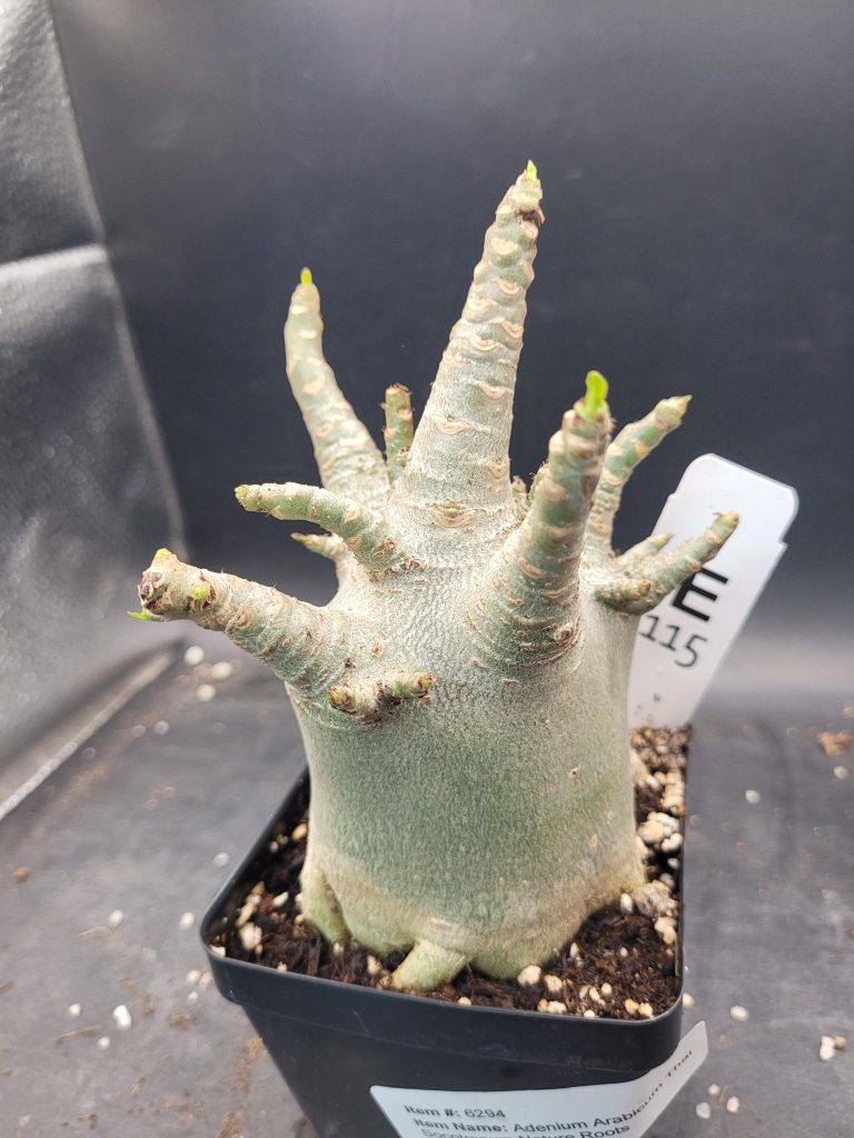 Adenium Arabicum Thai Socotranum – A Striking Desert Rose with a Stout Trunk, 5” Pot, Well-Developed Roots #115