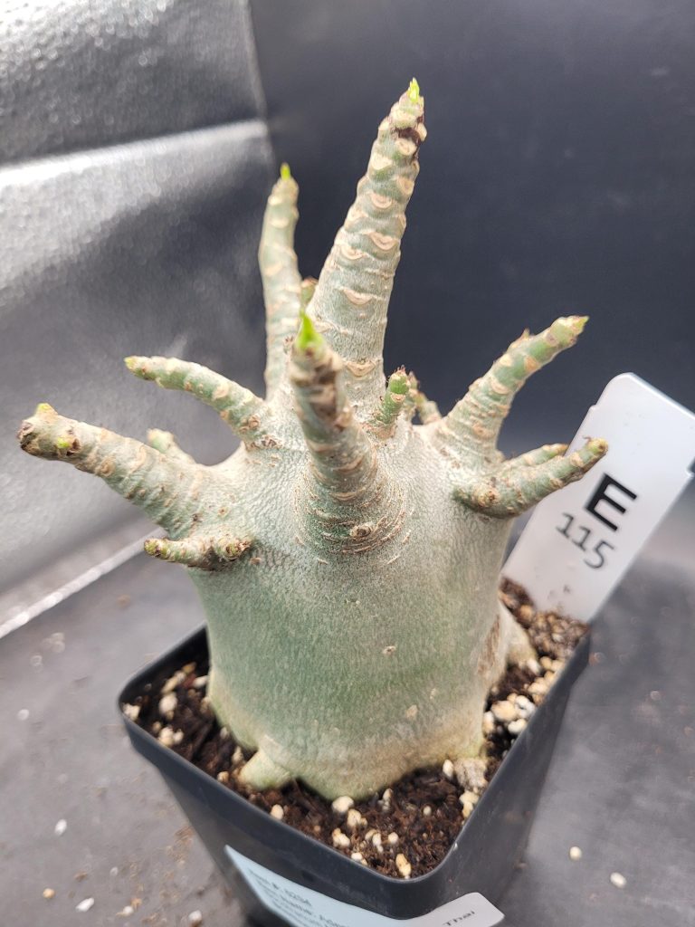 Adenium Arabicum Thai Socotranum – A Striking Desert Rose with a Stout Trunk, 5” Pot, Well-Developed Roots #115 - Image 4
