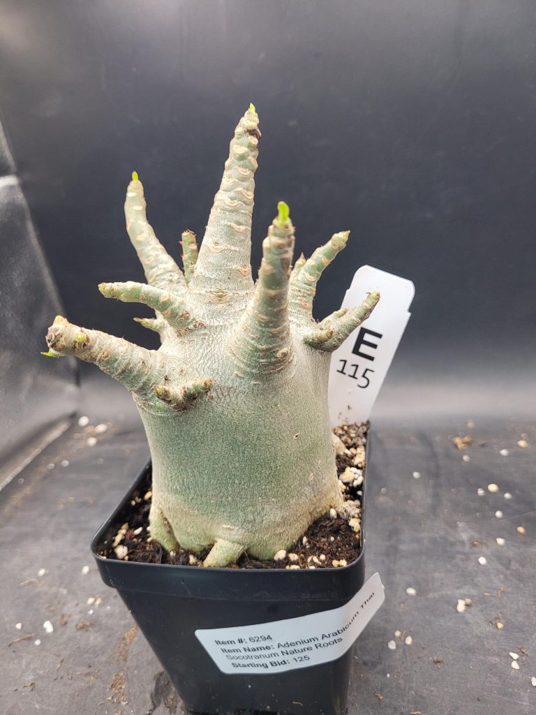 Adenium Arabicum Thai Socotranum – A Striking Desert Rose with a Stout Trunk, 5” Pot, Well-Developed Roots #115 - Image 5