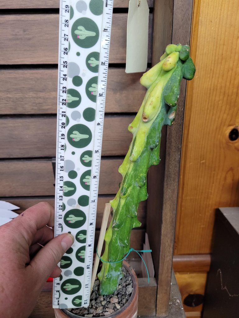 Variegated “Boobie Cactus” – 12+ Inch Tall, Rooted with Striking Yellow Streak Cacti #E119 - Image 4
