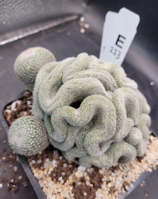 Mammillaria Perbella Microthele Cristata “Brain Cactus” – 5" Tray, Ships Bare Root Funny Pretty #E113