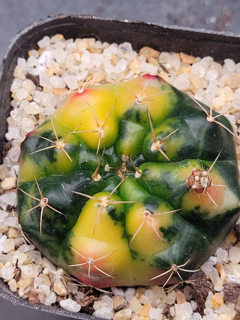Gymnocalycium Damsii Variegated: A Mesmerizing Masterpiece of Color and Form
