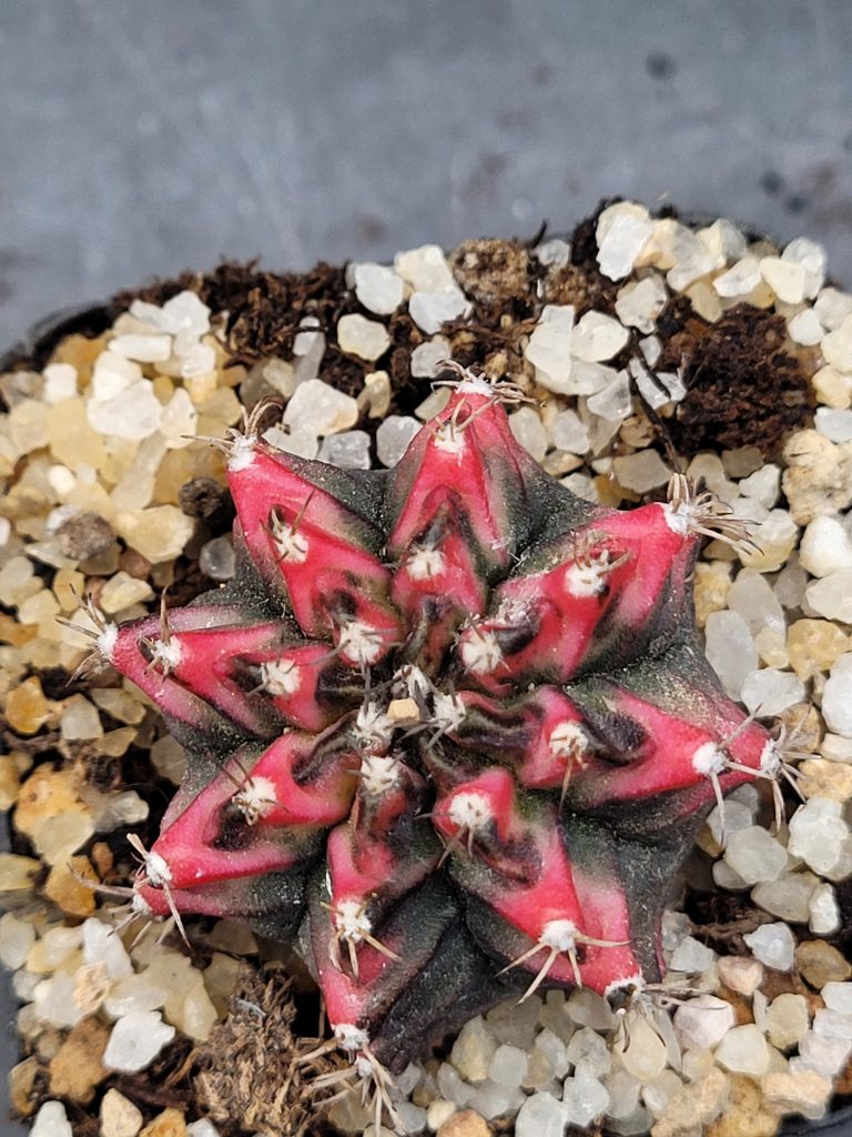 Gymnocalycium Mihanovichii Taiwan Multicolor Clone: A Dazzling Star of the Succulent World