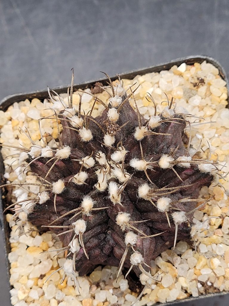 Gymnocalycium Mihanovichii ‘Trex Clone’: A Unique and Rugged Beauty