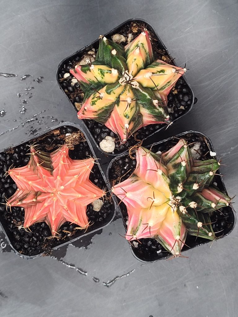Gymnocalycium Mihanovichii Variegated 1.5-2" - Image 8