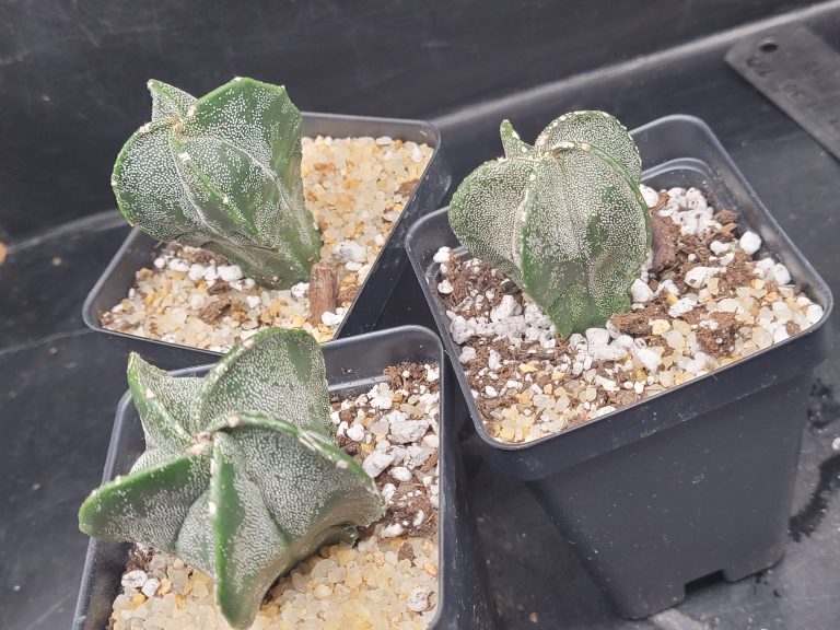 Astrophytum Myriostigma (Bishop's Cap) Cactus Unique Rare Cacti - Image 5