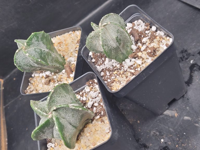 Astrophytum Myriostigma (Bishop's Cap) Cactus Unique Rare Cacti - Image 4