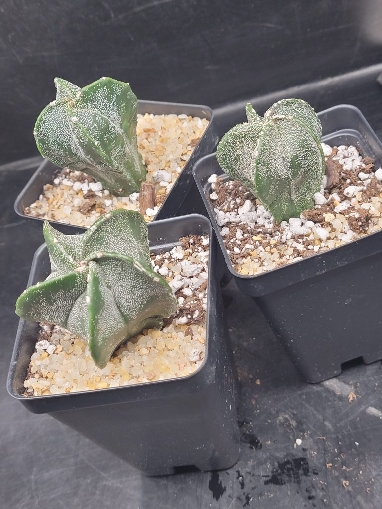Astrophytum Myriostigma (Bishop's Cap) Cactus Unique Rare Cacti - Image 3