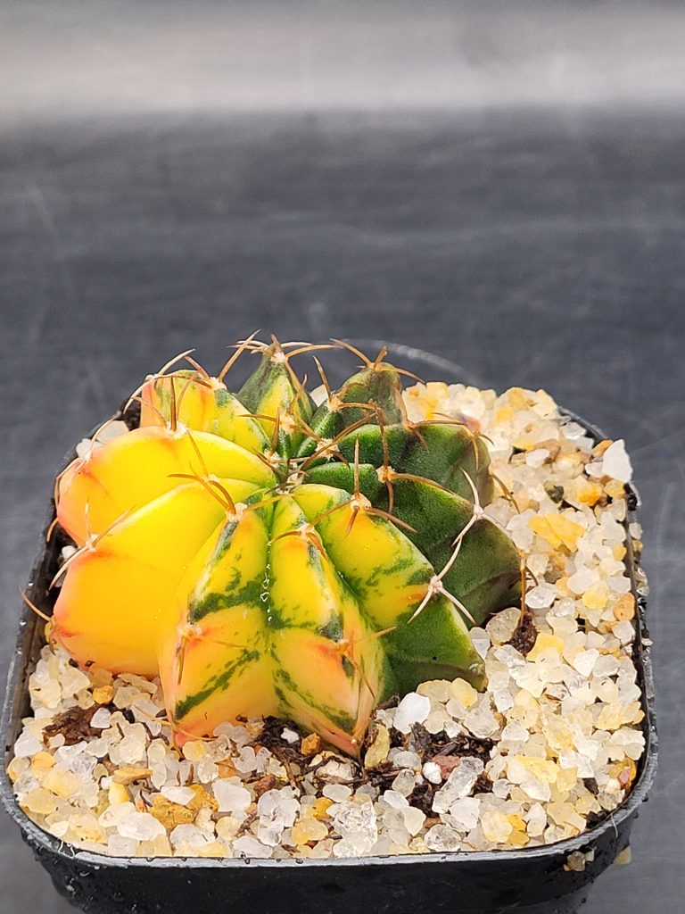 Gymnocalycium Mihanovichii Variegated 2-2.5" - Image 5