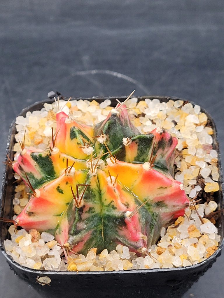 Gymnocalycium Mihanovichii Variegated 2-2.5" - Image 6