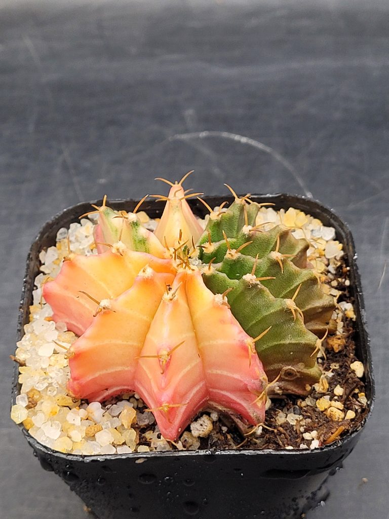 Gymnocalycium Mihanovichii Variegated 2-2.5" - Image 7