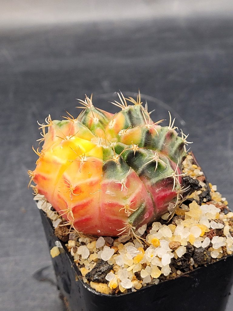Gymnocalycium Mihanovichii Variegated 1.5-2" - Image 5