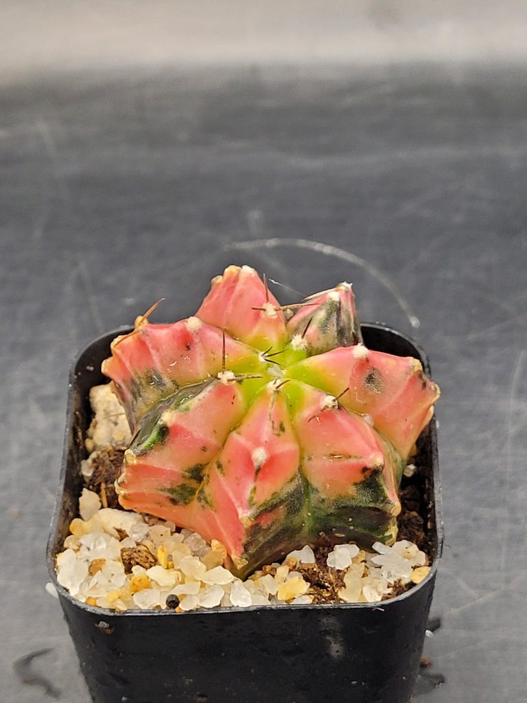 Gymnocalycium Mihanovichii Variegated 1.5-2" - Image 4