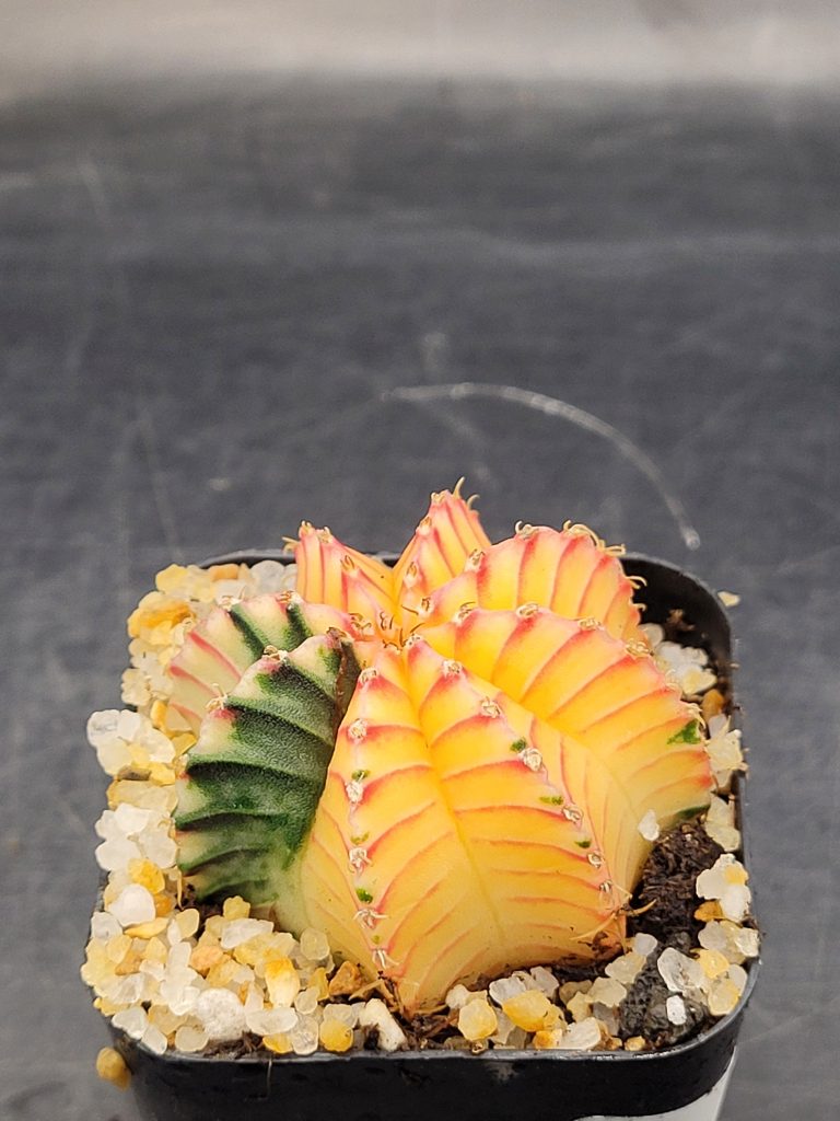 Gymnocalycium Mihanovichii Variegated 1.5-2" - Image 3