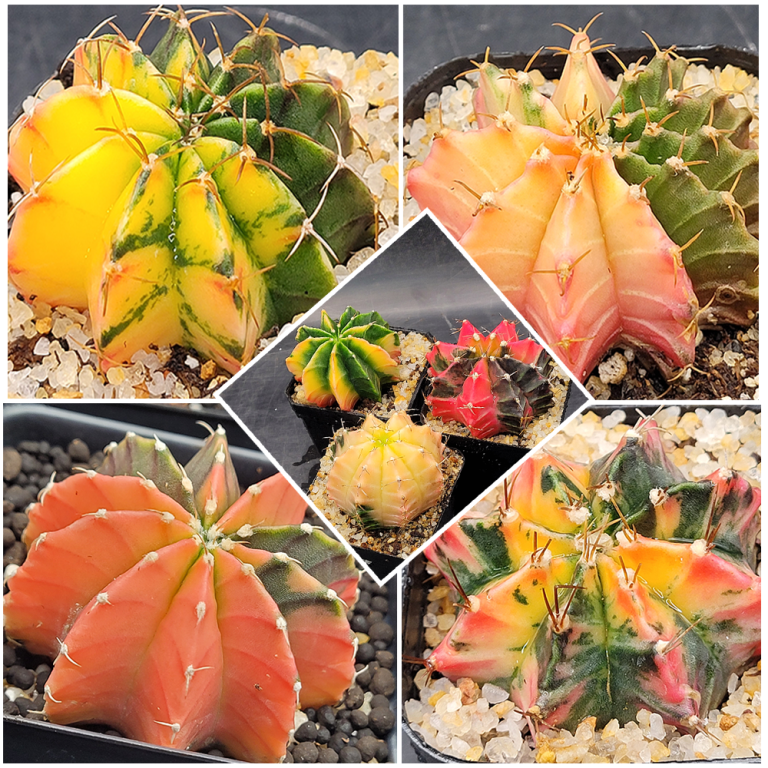 Gymnocalycium Mihanovichii Variegated 2-2.5"