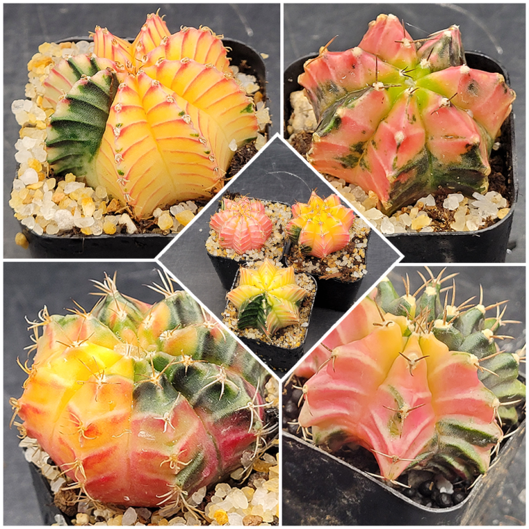 Gymnocalycium Mihanovichii Variegated 1.5-2"