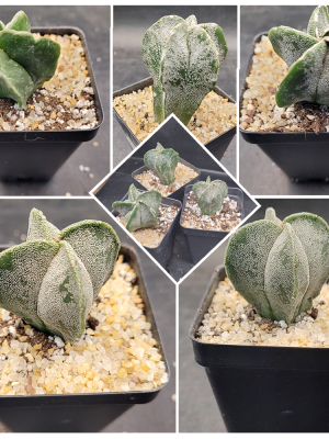 Astrophytum Myriostigma (Bishop's Cap) Cactus Unique Rare Cacti