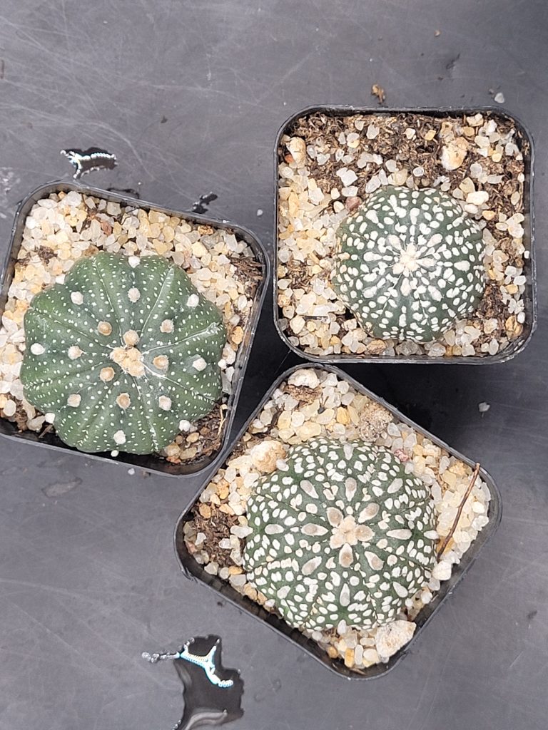 Astrophytum Asterias 2-2.5 " set of 3 Cactus Unique Rare Cacti - Image 4