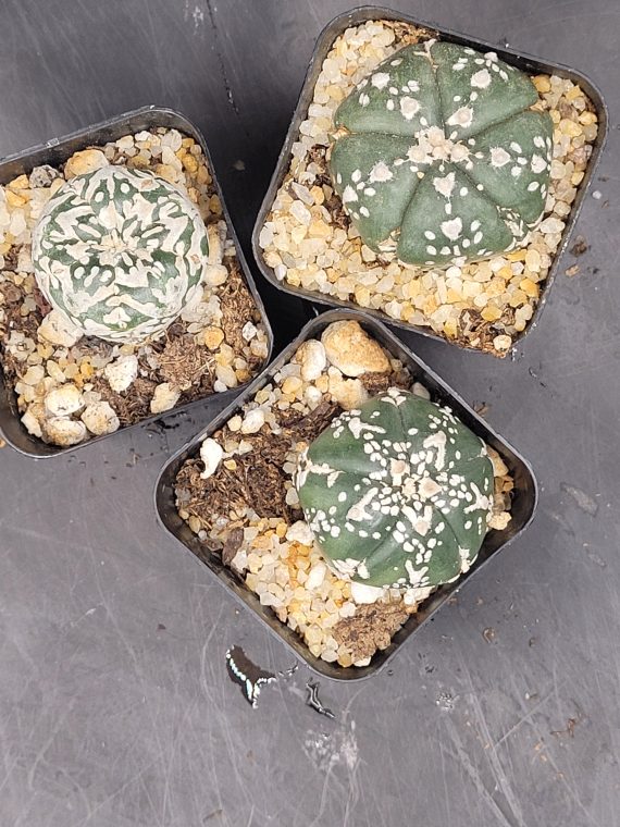 Astrophytum Asterias 1.5-2" Cactus Unique Rare Cacti - Image 2
