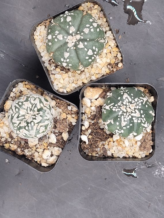 Astrophytum Asterias 1.5-2" Cactus Unique Rare Cacti - Image 3