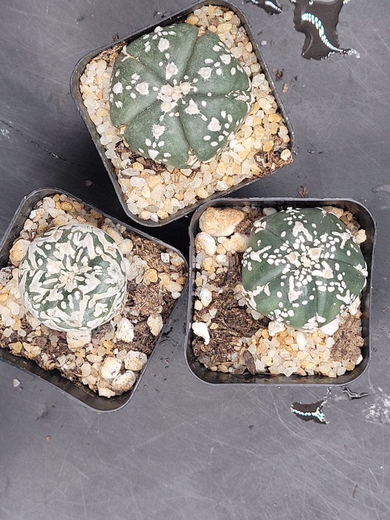 Astrophytum Asterias 1.5-2" Cactus Unique Rare Cacti - Image 3