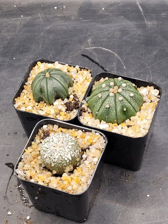 Astrophytum Asterias 1.5-2" Cactus Unique Rare Cacti - Image 4