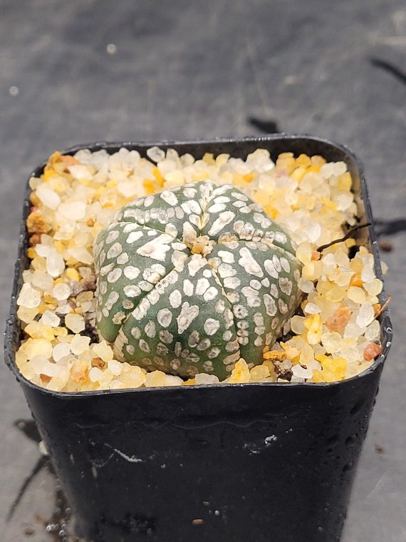 Astrophytum Asterias 1.5-2" Cactus Unique Rare Cacti - Image 5