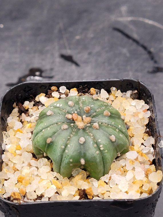 Astrophytum Asterias 1.5-2" Cactus Unique Rare Cacti - Image 6