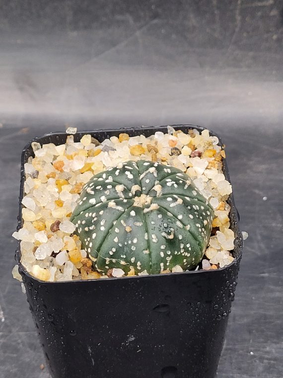 Astrophytum Asterias 1.5-2" Cactus Unique Rare Cacti - Image 7