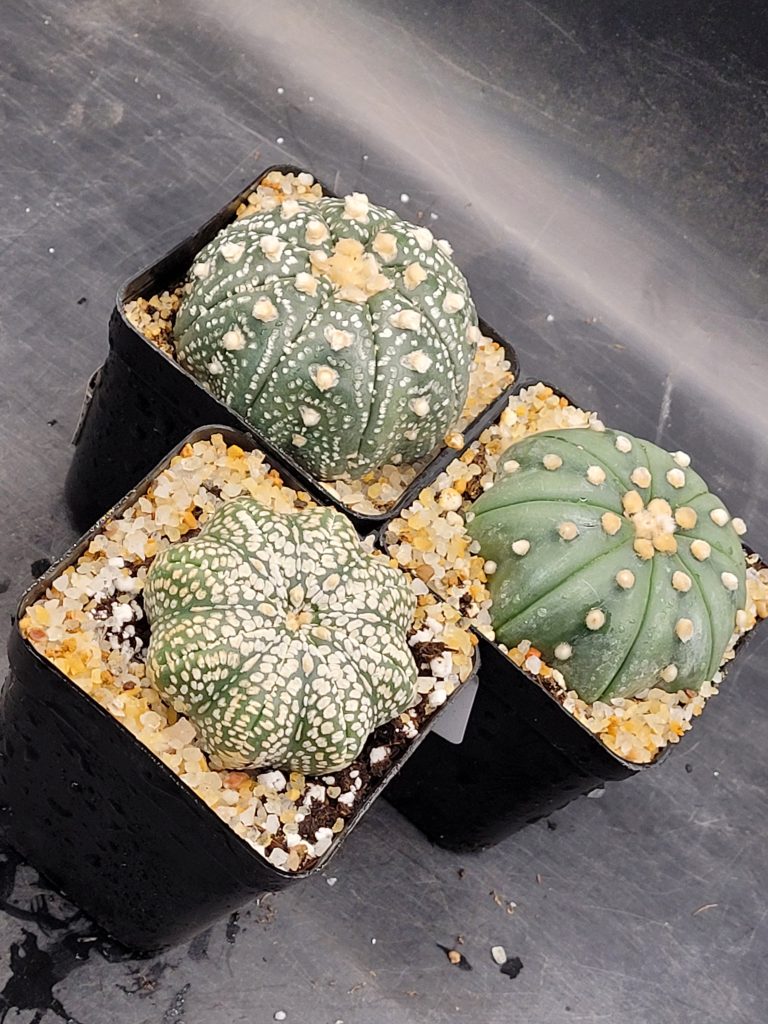 Astrophytum Asterias 2-2.5 " set of 3 Cactus Unique Rare Cacti - Image 5