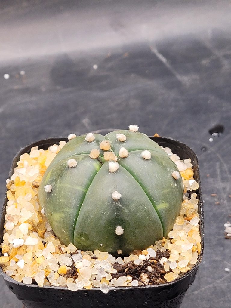 Astrophytum Asterias 2-2.5 " set of 3 Cactus Unique Rare Cacti - Image 6