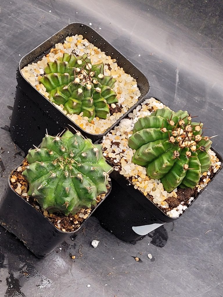 Gymnocalycium Crested Cactus Set of 3 Unique Rare Special Bright Cacti with Unique Features - Image 2