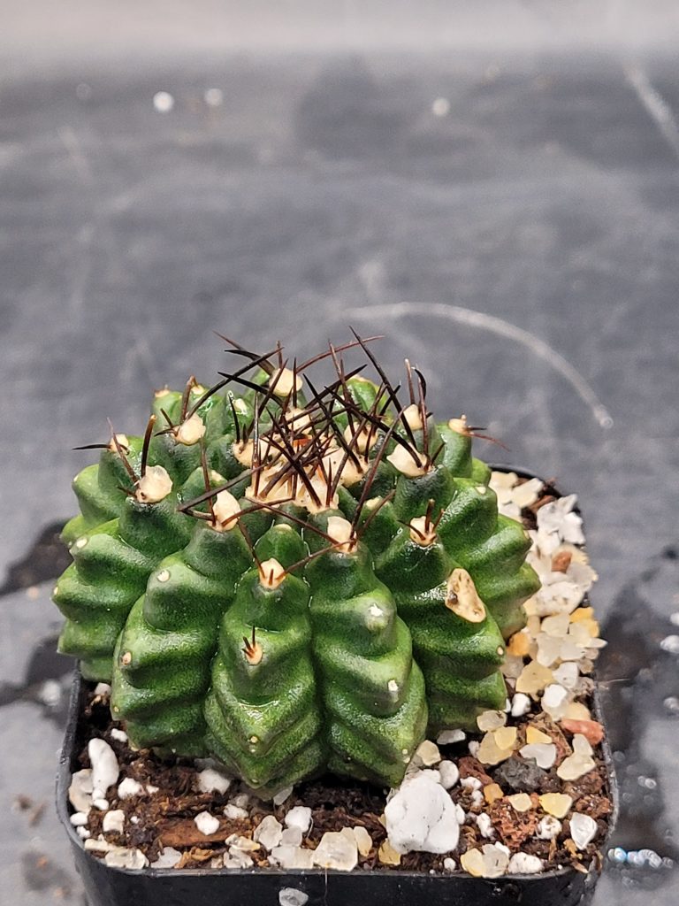 Gymnocalycium Crested Cactus Set of 3 Unique Rare Special Bright Cacti with Unique Features - Image 3