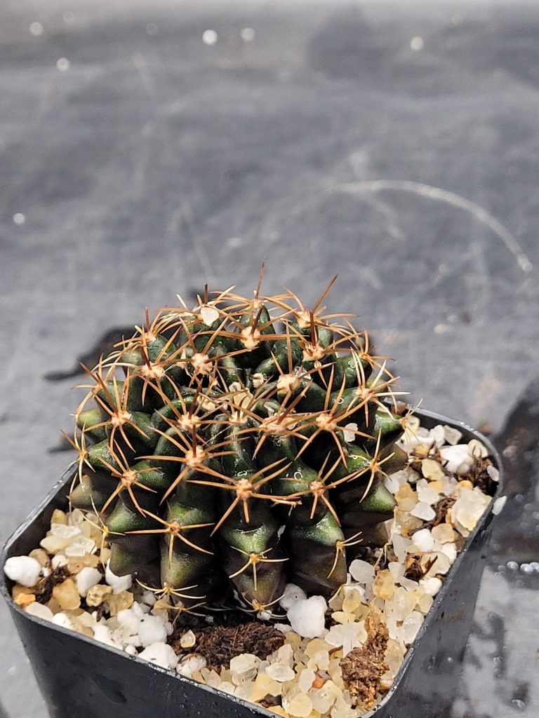 Gymnocalycium Crested Cactus Set of 3 Unique Rare Special Bright Cacti with Unique Features - Image 5