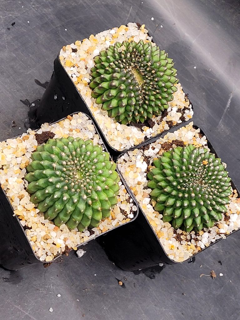 Gymnocalycium Mihanovichii Cristata Inermis Set of 3 - Image 6