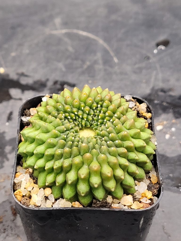 Gymnocalycium Mihanovichii Cristata Inermis Set of 3 - Image 4