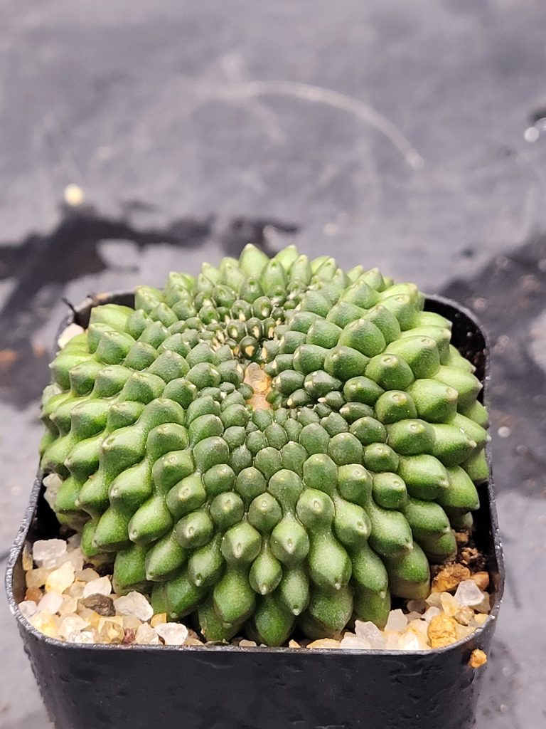 Gymnocalycium Mihanovichii Cristata Inermis Set of 3 - Image 3