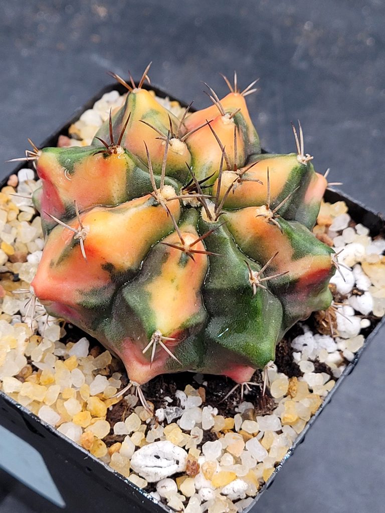 Gymnocalycium Mihanovichii ‘Chaba’ Clone: A Fiery and Sculptural Marvel