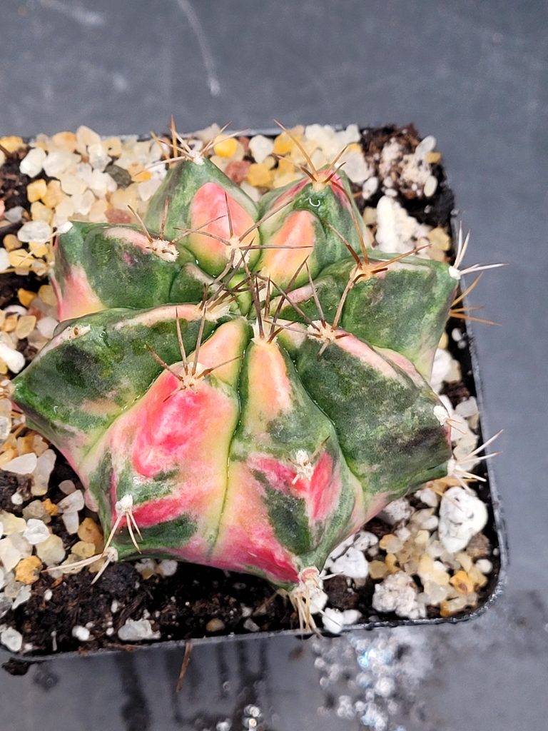 Gymnocalycium Mihanovichii ‘Papaya’ Clone: A Tropical Delight in Cactus Form